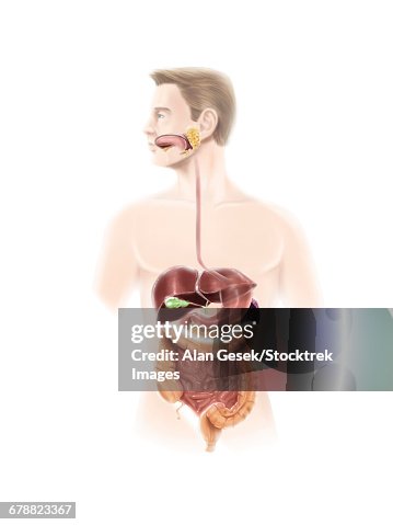 Human digestive system. Human digestive system.