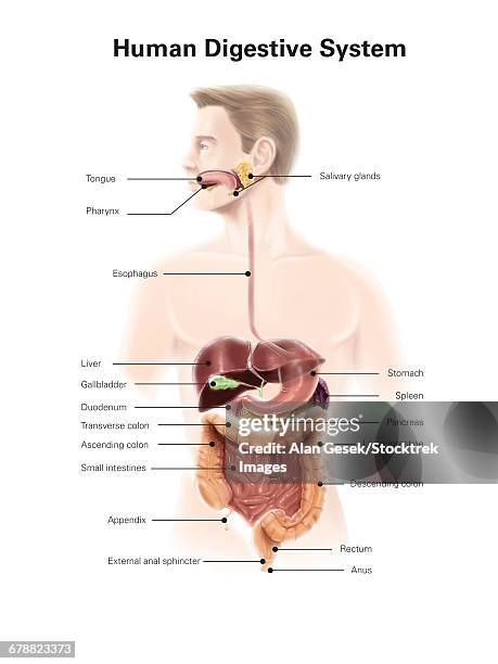 human digestive system, with labels. - human-digestive-system-diagram stock-grafiken, -clipart, -cartoons und -symbole