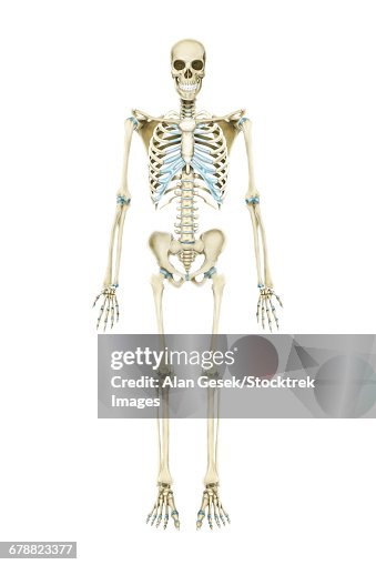Skeleton Horizontal Anterior View Of Human Skeletal System High-Res Vector Graphic - Getty ...