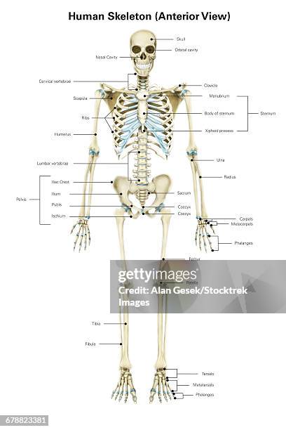 anterior view of human skeletal system, with labels. - metacarpal stock illustrations