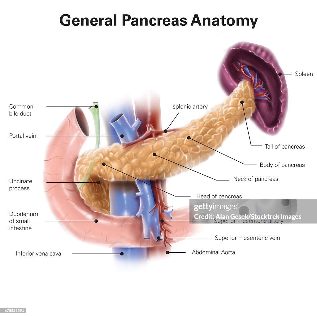 Anatomy of human pancreas, with labels.