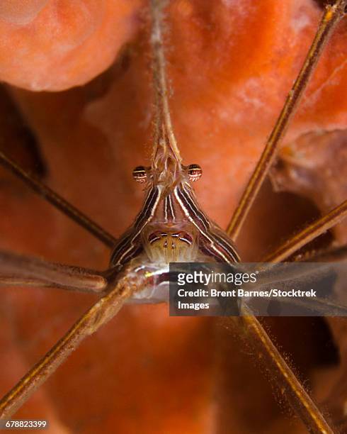 arrow crab close-up, west palm beach, florida. - ノコギリイッカクガニ ストックフォトと画像