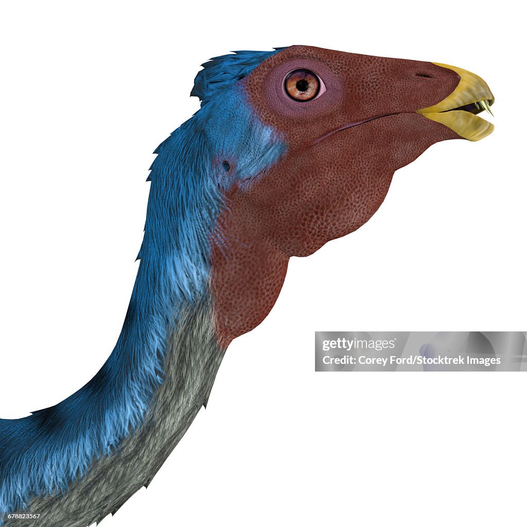 Caudipteryx portrait.
