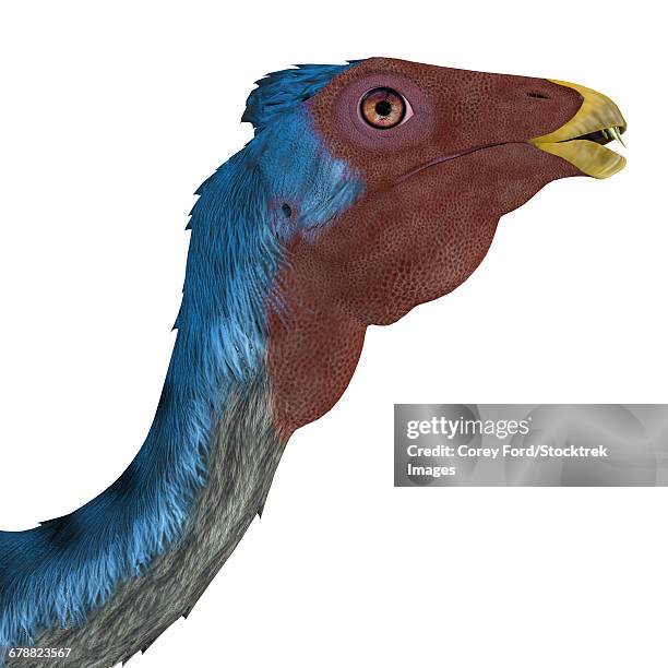 caudipteryx portrait. - caudipteryx stock illustrations
