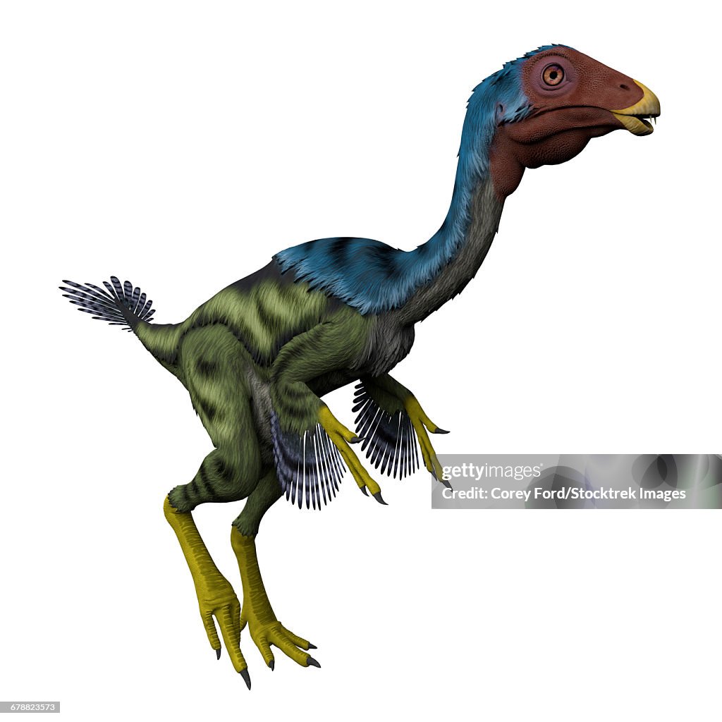 Caudipteryx flightless bird, white background.