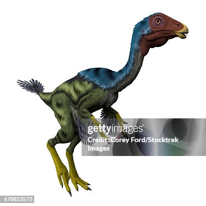 Caudipteryx flightless bird, white background. Caudipteryx flightless bird, white background.
