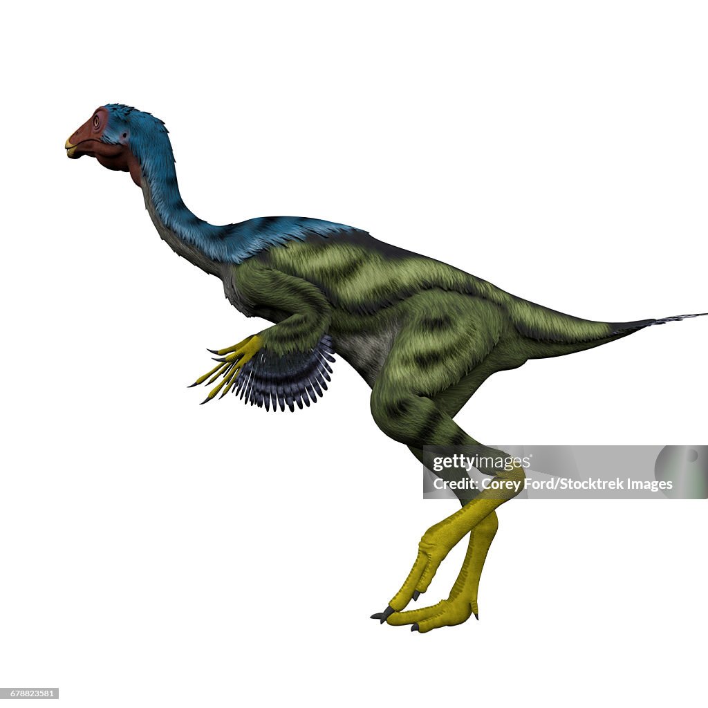 Caudipteryx flightless bird, white background.