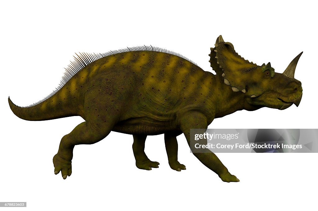 Side view of a Centrosaurus dinosaur.