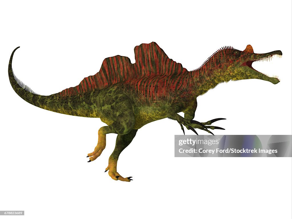 Side view of a Ichthyovenator dinosaur.