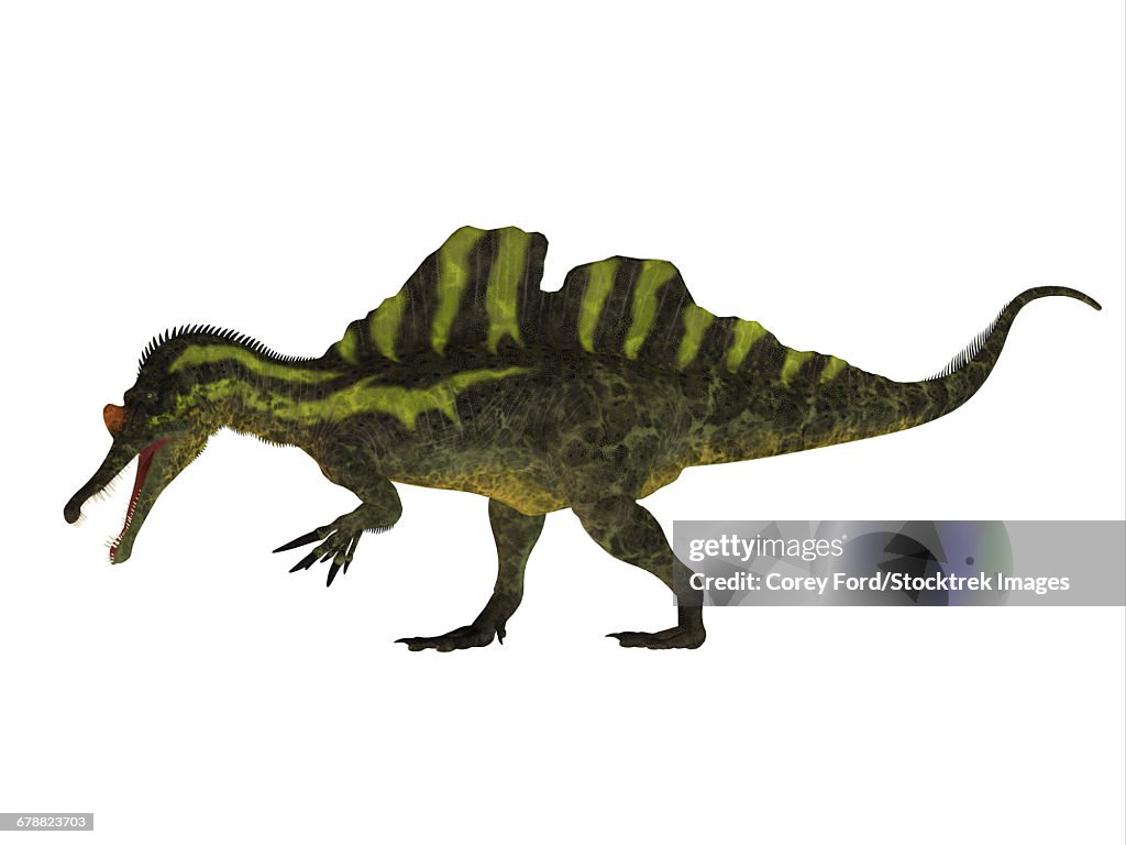 Side view of a Ichthyovenator dinosaur.