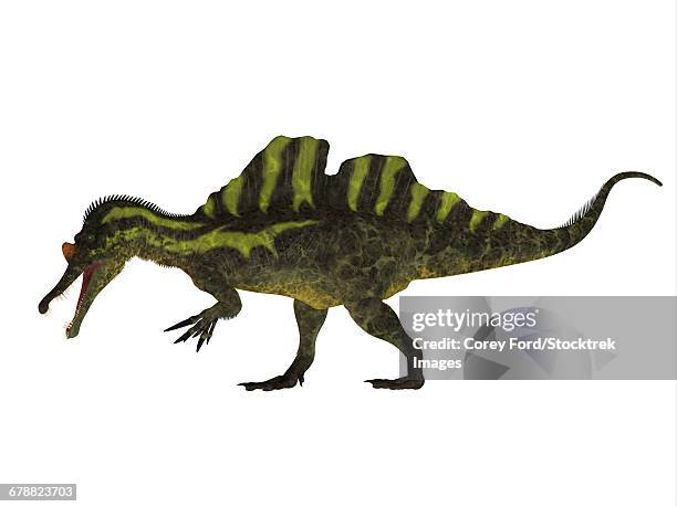 side view of a ichthyovenator dinosaur. - ichthyovenator stock illustrations