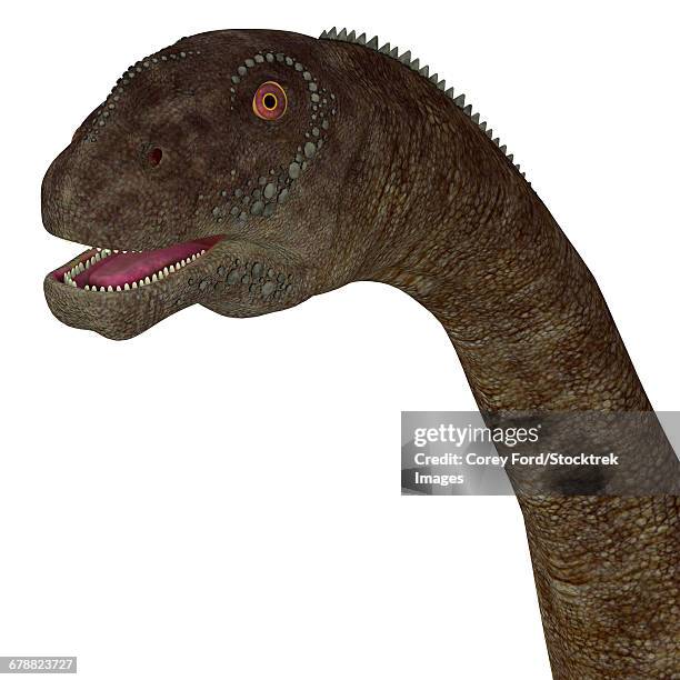 Saurus Head 109 Sauropod Head Stock Photos, High-Res Pictures, and Images - Getty ...
