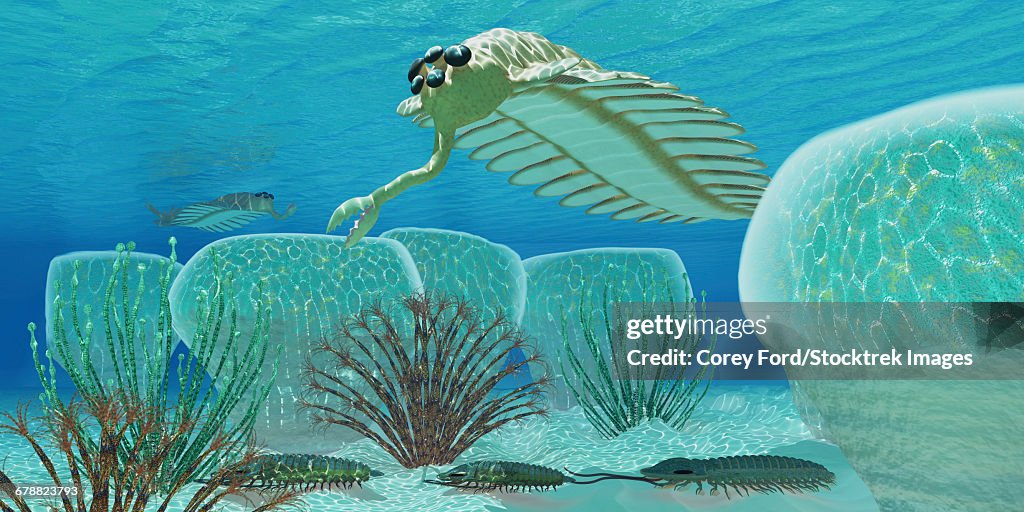 Trilobites try to hide from predator Opabinia in a Cambrian sea full of stromatolites.