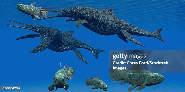 a shonisaurus ichthyosaur stabs a coelacanth fish in triassic seas. - coelacanth stock illustrations