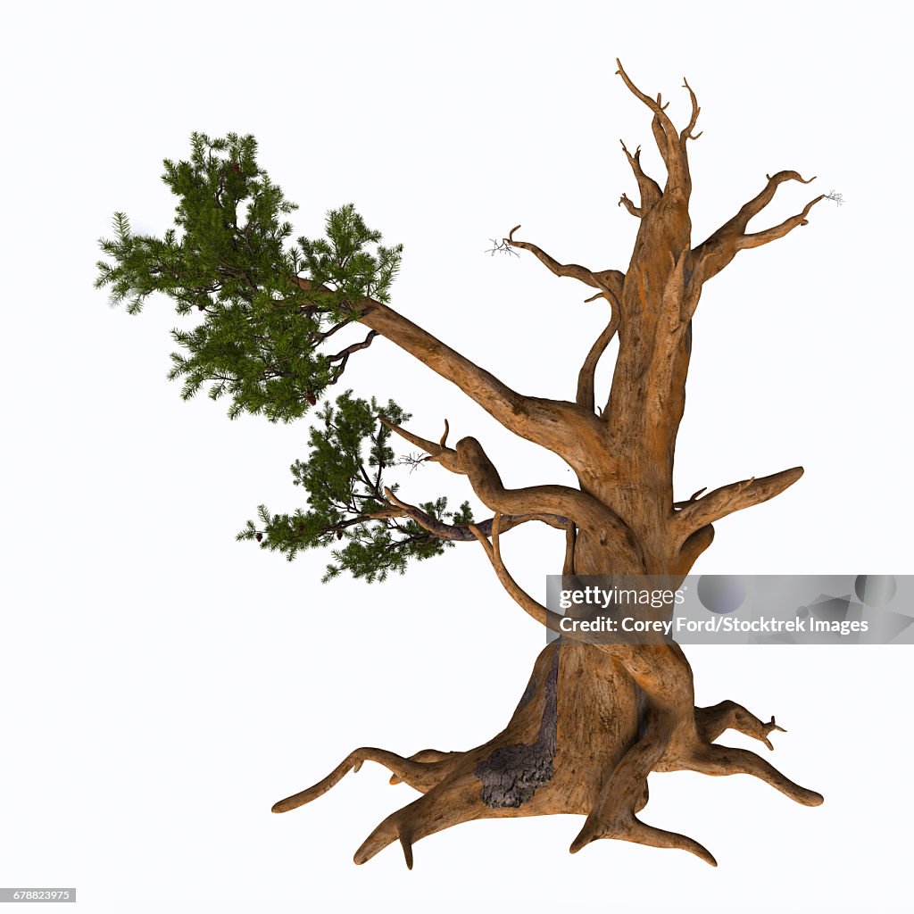 Pinus aristata, the Rocky Mountain bristlecone pine on white background.