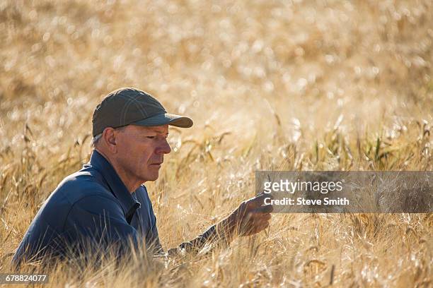 caucasian farmer crouching in field checking crop - mature men foto e immagini stock