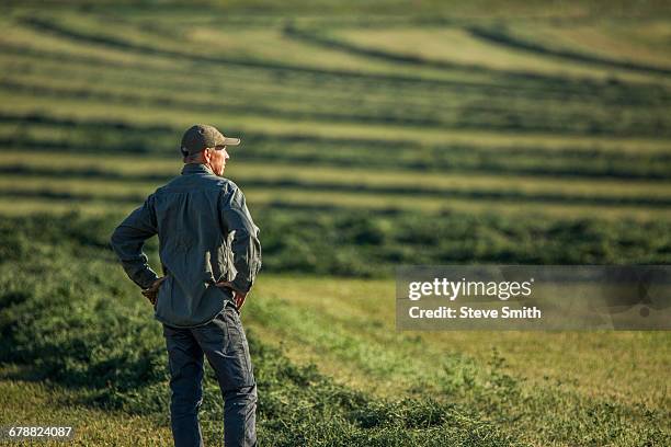 caucasian farmer standing in field checking crop - landwirt stock-fotos und bilder