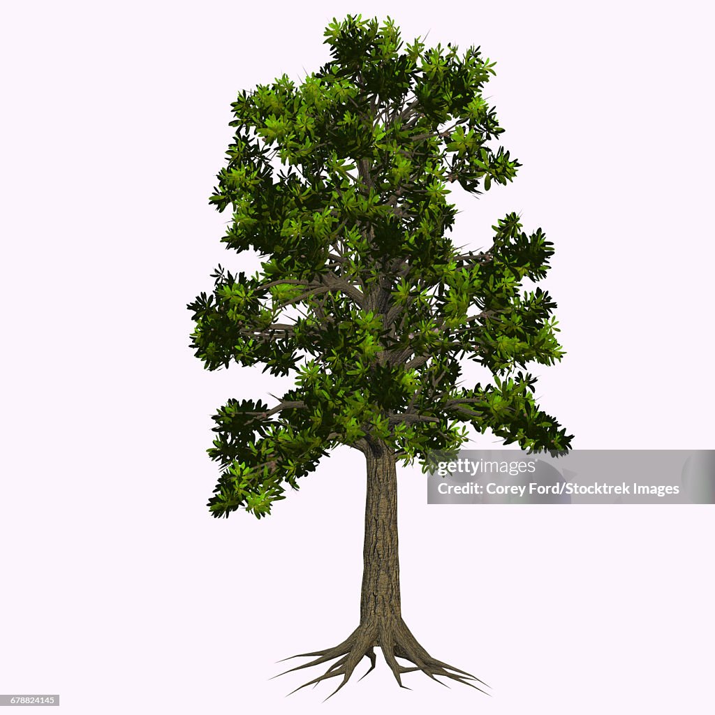 Glossopteris tree on white background.