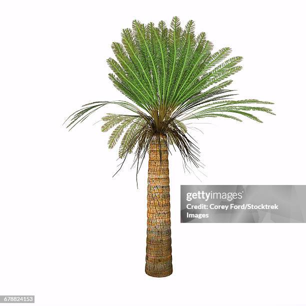 cycad plant on white background. - cycad stock illustrations