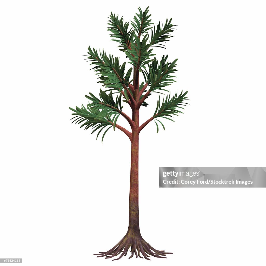 Cordaites plant on white background.
