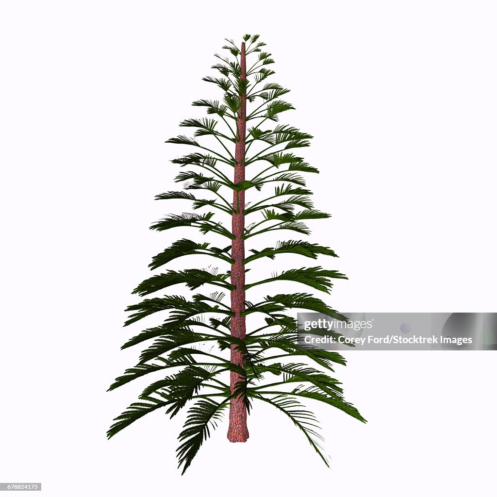 Walchia tree on white background.