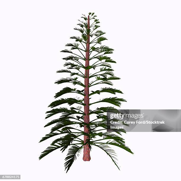 walchia tree on white background. - carboniferous stock illustrations