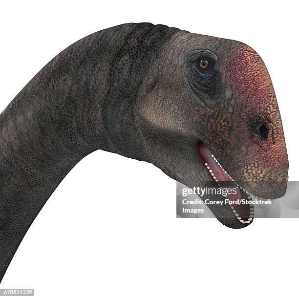Saurus Head 103 Sauropod Head Stock Photos, High-Res Pictures, and Images - Getty ...