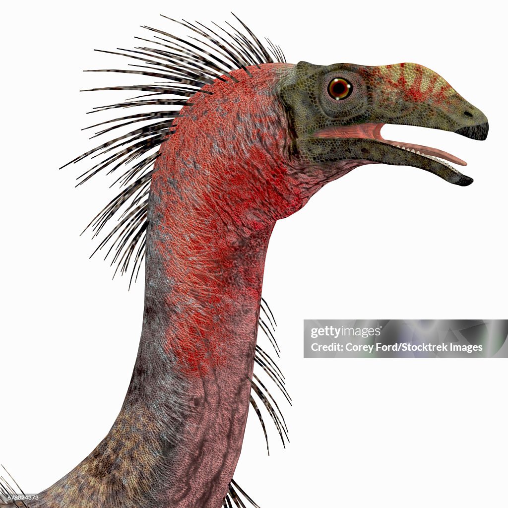 Therizinosaurus dinosaur head.