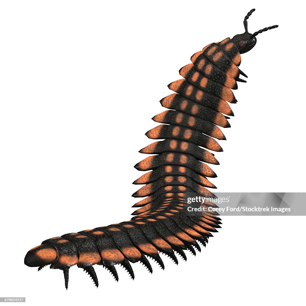 Arthropleura invertebrate on white background.