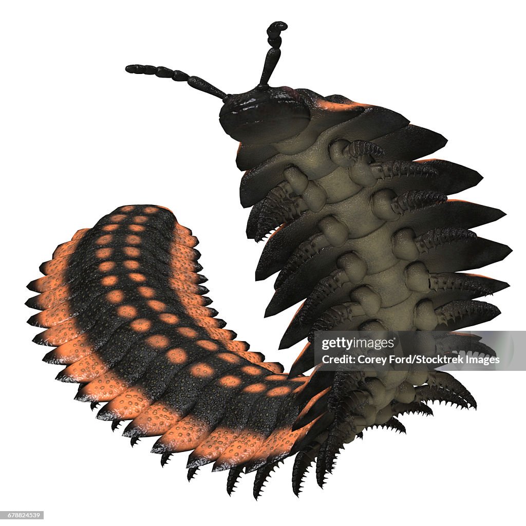 Arthropleura invertebrate on white background.