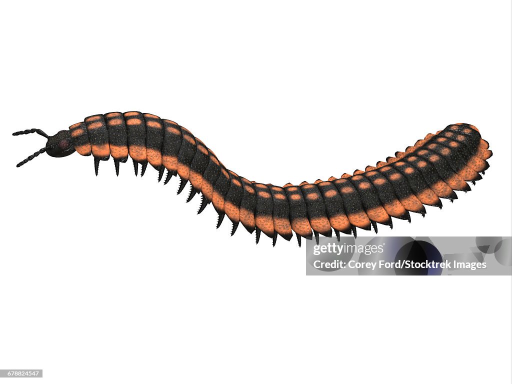 Arthropleura side profile. 