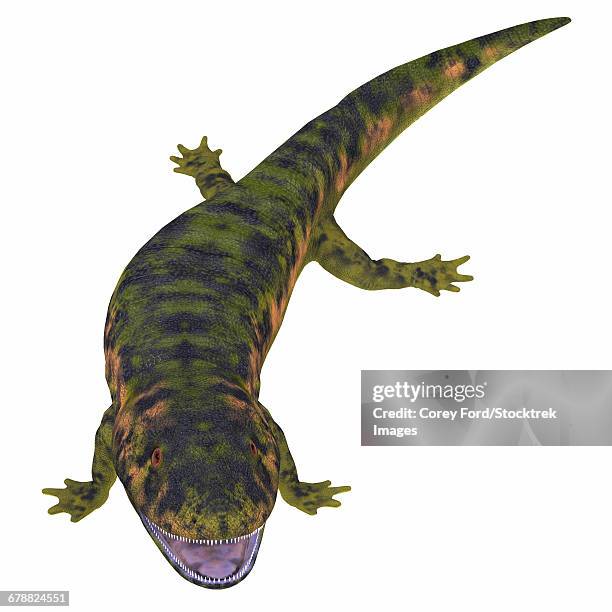 dendrerpeton on white background.  - carboniferous stock illustrations