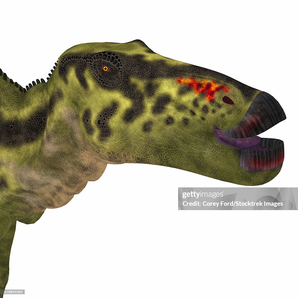 Shantungosaurus dinosaur head.