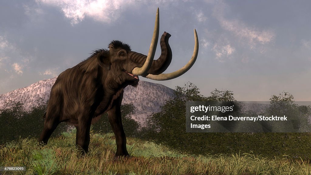 Mammoth walking in nature by day.