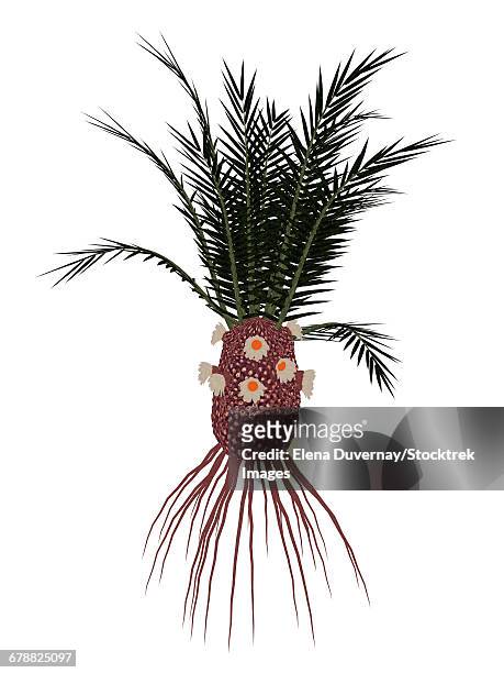 cycadeoidea prehistoric plant, isolated on white background. - cycad stock-grafiken, -clipart, -cartoons und -symbole