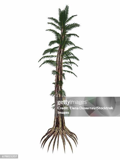 tempskya prehistoric tree-like fern, isolated on white background. - treelike stock illustrations