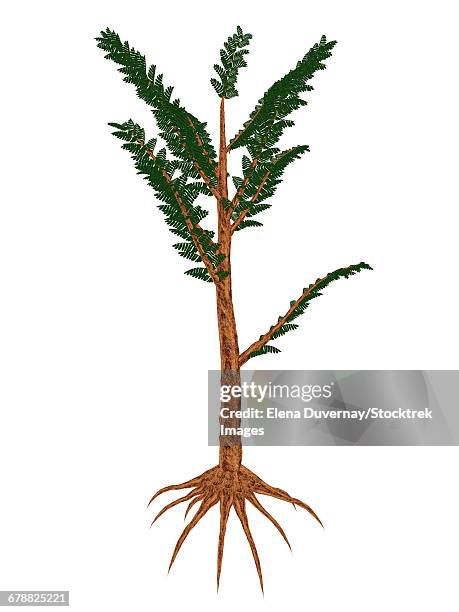 pachypteris prehistoric plant, isolated on white background. - fern fossil stock illustrations