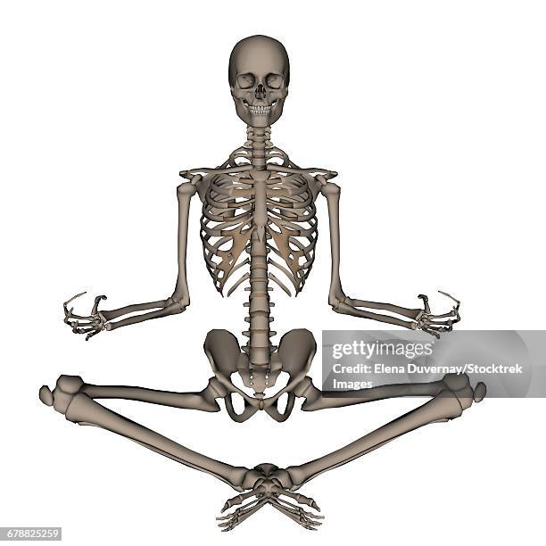 ilustraciones, imágenes clip art, dibujos animados e iconos de stock de front view of human skeleton meditating, isolated on white background. - costillas falsas