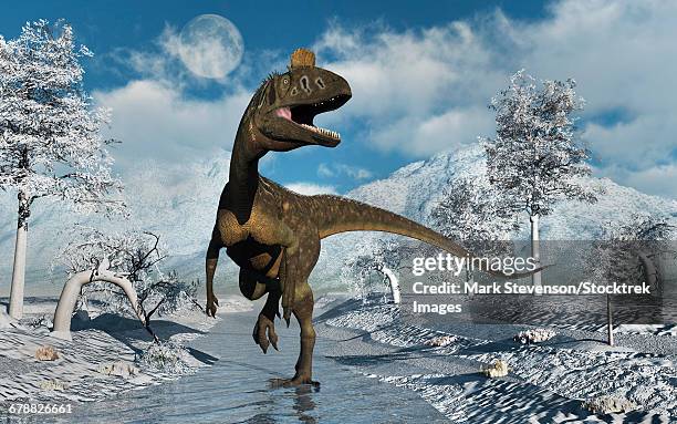 a cryolophosaurus dinosaur walking along a stream of modern day antarctica. - prehistoric era stock illustrations