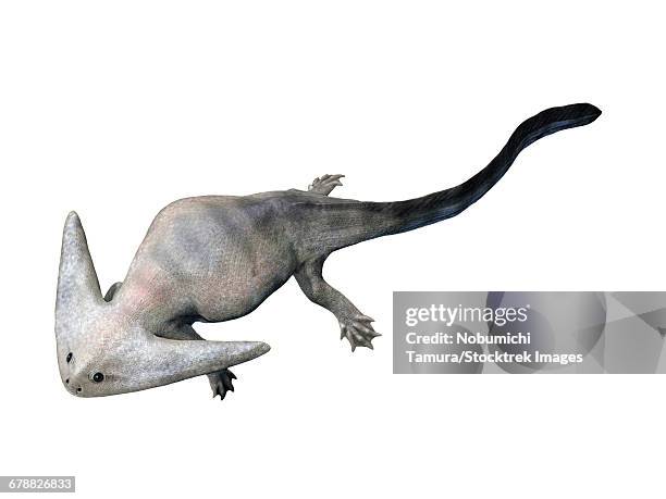 diplocaulus is an extinct amphibious lepospondyl from the late permian of texas. - diplocaulus stock illustrations