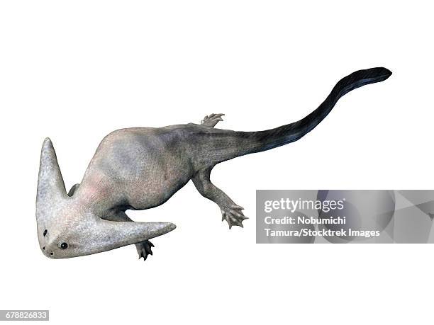 diplocaulus is an extinct amphibious lepospondyl from the late permian of texas. - carboniferous stock illustrations