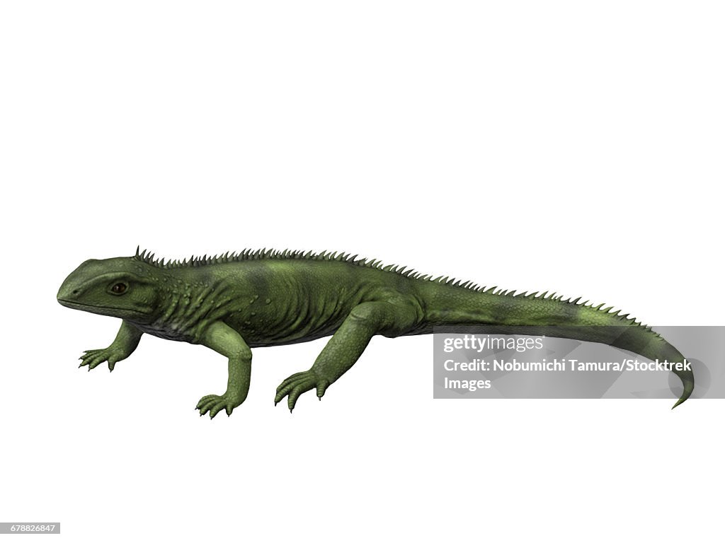 Gephyrosaurus is an extinct Rhynchocephalian from the Early Jurassic period of Wales.