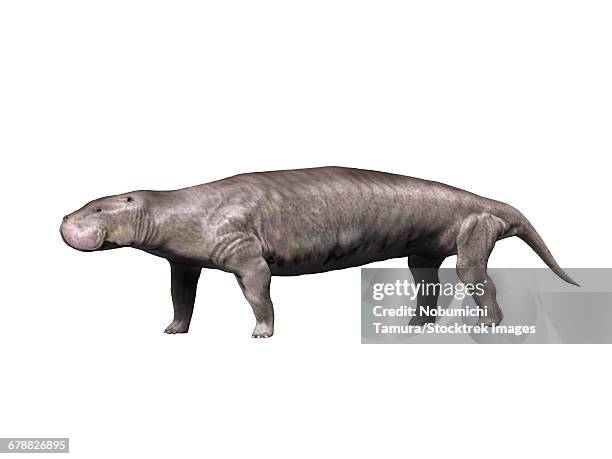 pezosiren is a sirenian mammal from the eocene epoch of jamaica. - eocene stock illustrations