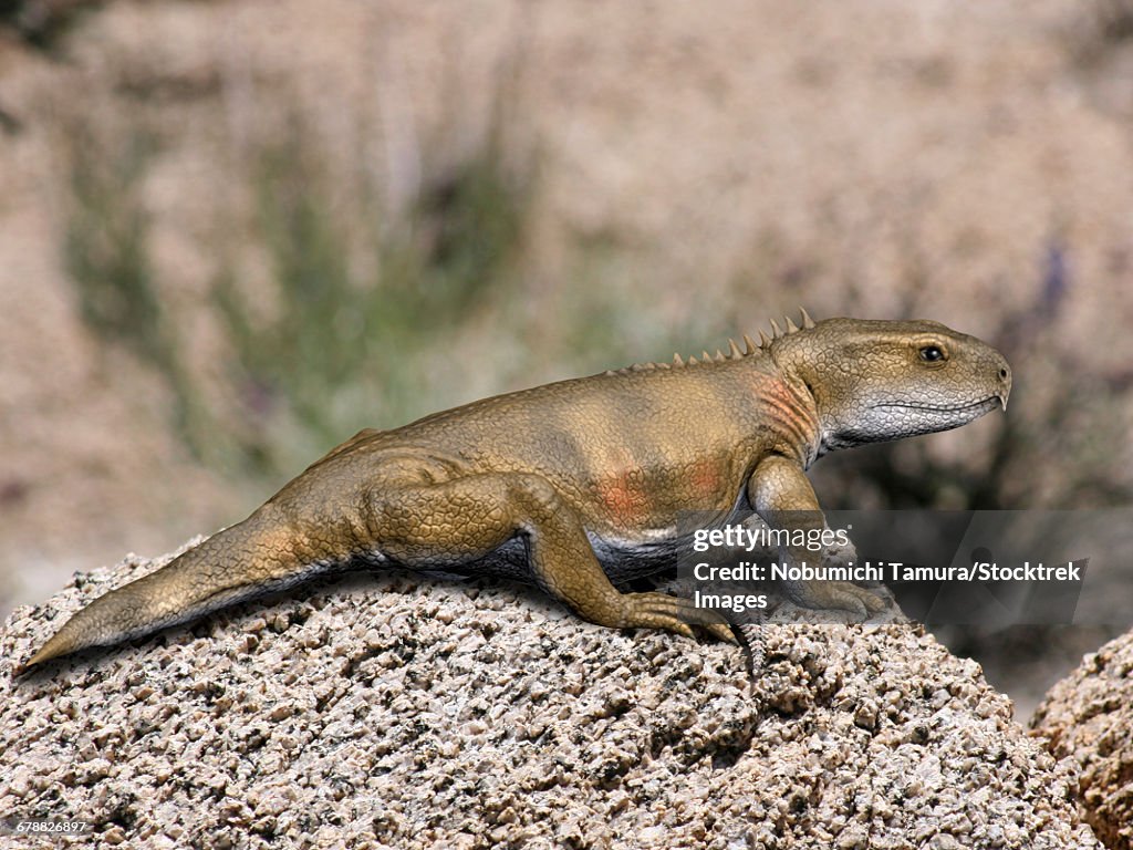 Priosphenodon is an extinct Rhynchocephalian from the Late Cretaceous period.