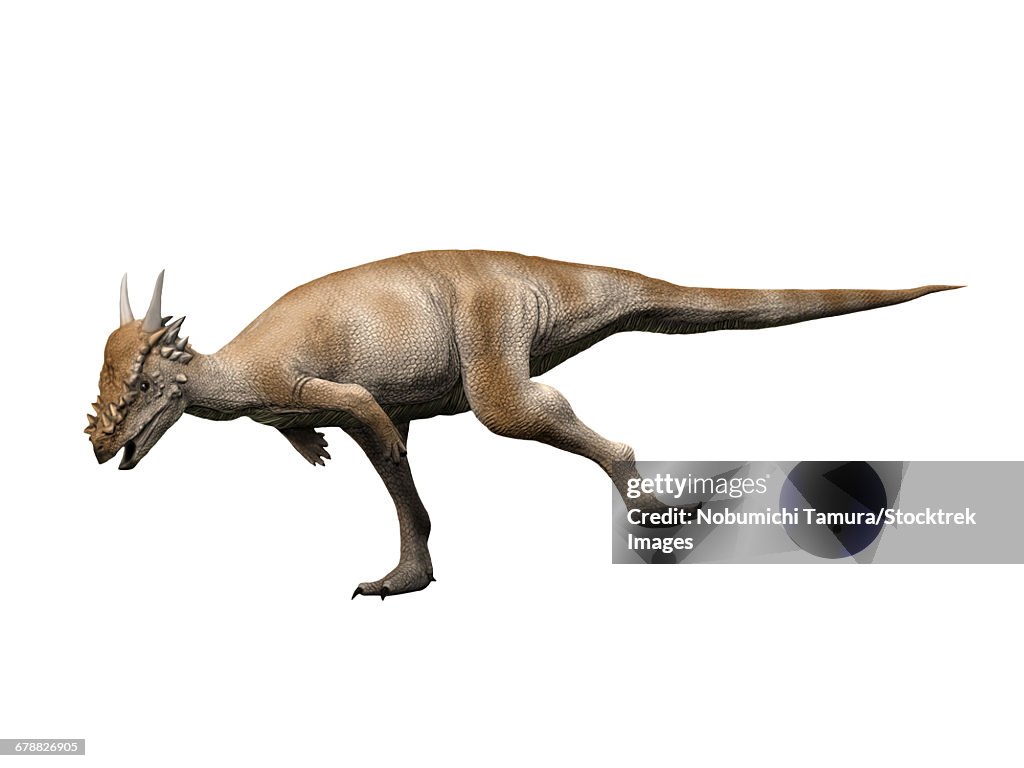 Stygimoloch is a pachycephalosaurid dinosaur from the Late Cretaceous period.
