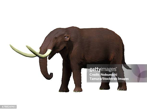 stockillustraties, clipart, cartoons en iconen met american mastodon (mammut americanum) from the pleistocene epoch of north america - animal trunk
