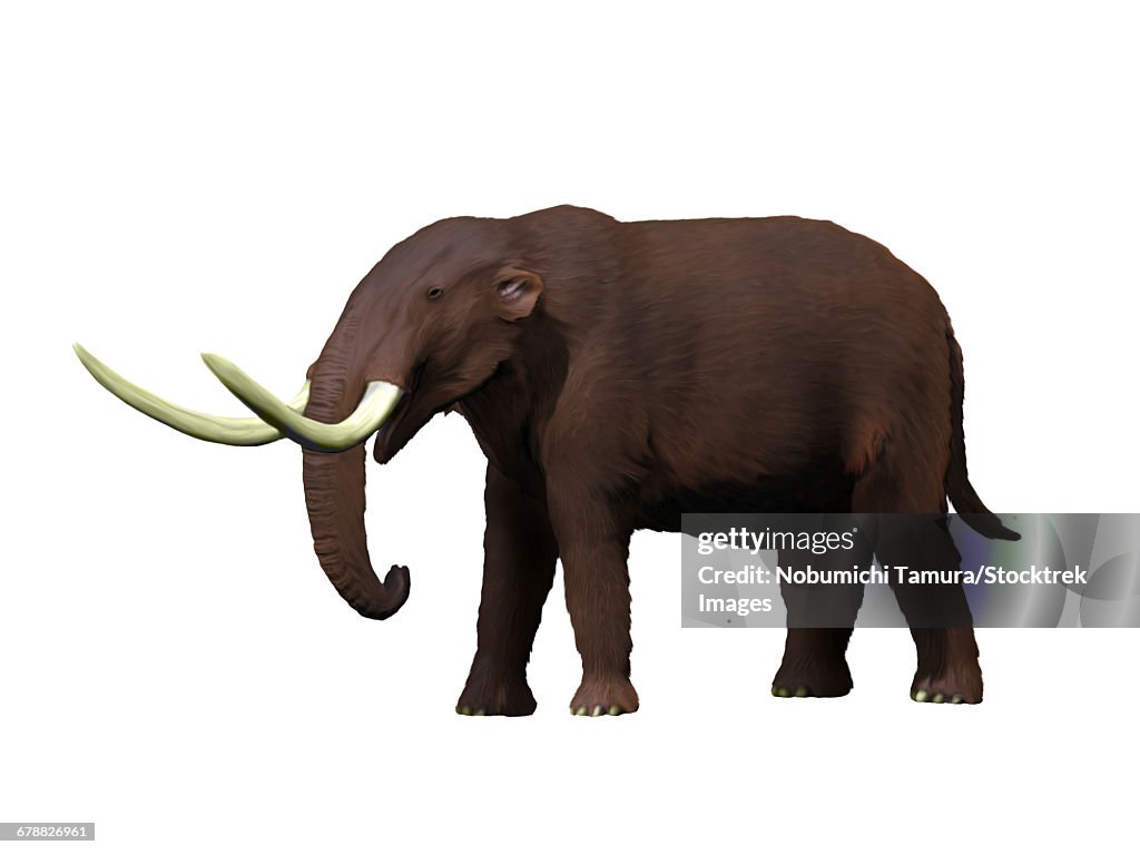 American Mastodon From The Pleistocene Epoch Of North America High-Res Vector Graphic - Getty Images American Mastodon From The Pleistocene Epoch Of North America High-Res Vector Graphic - Getty Images