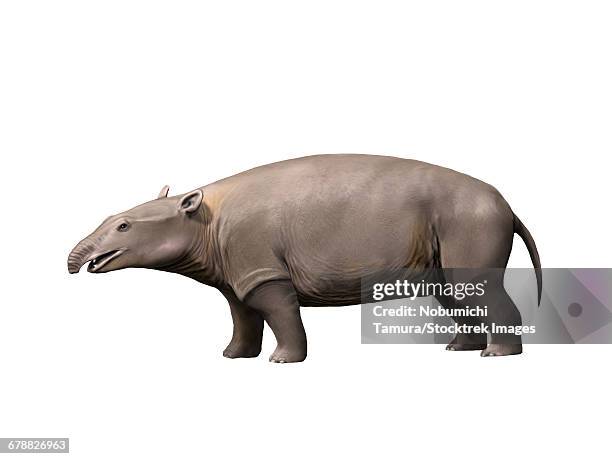 moeritherium is a proboscidian from the eocene epoch of egypt. - eocene stock illustrations