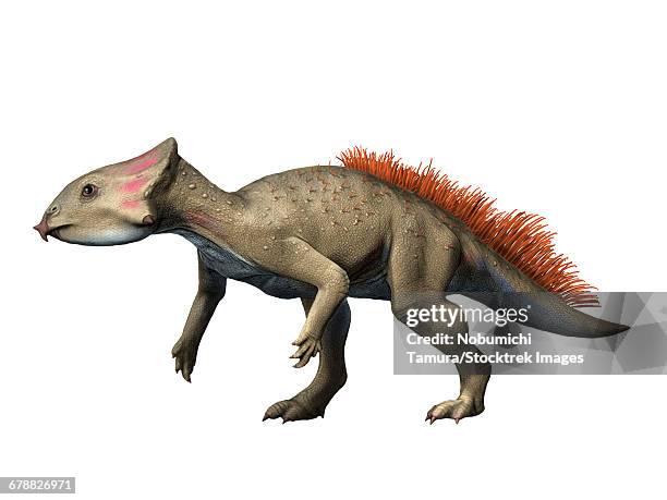 aquilops is a ceratopsiam from the early cretaceous period of montana. - animal spine stock illustrations