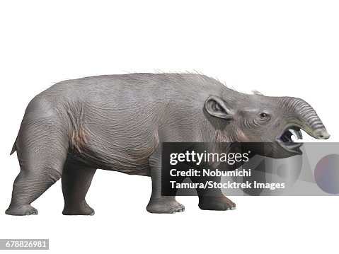 Pyrotherium Pyrotherium Is An Extinct Ungulate From The Oligocene Epoch Of ...